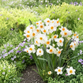 Narcissus Geranium Daffodil Bulbs – 10 Heirloom Spring Flower Bulbs