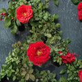 Mr. Lincoln Rose – 2 Gallon Deep Red Hybrid Tea Rose Live Plant | Fragrant & Easy to Grow