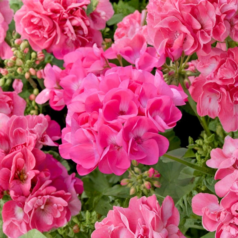 Pink Geranium Live Starter Plant – Pelargonium Seedling | 4 Inches Tall | Bare Root | Patio & Garden