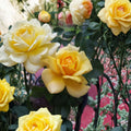 Sunsprite Floribunda Rose – 2 Gallon Deep Yellow Fragrant Rose Bush | Two-Year-Old Field Grown Plant