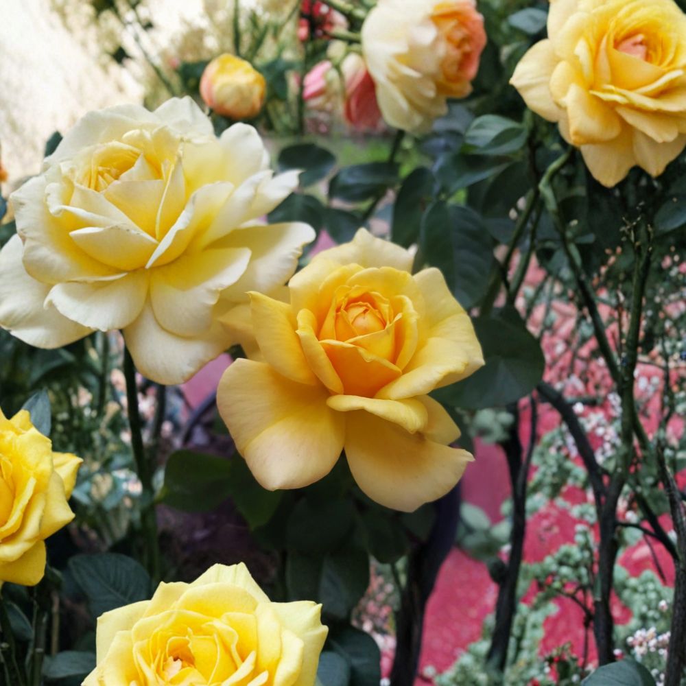 Sunsprite Floribunda Rose – 2 Gallon Deep Yellow Fragrant Rose Bush | Two-Year-Old Field Grown Plant