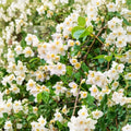 Sweet Mock Orange Plants 3 Pack Bare Root | Philadelphus coronarius | Fragrant White Flowers