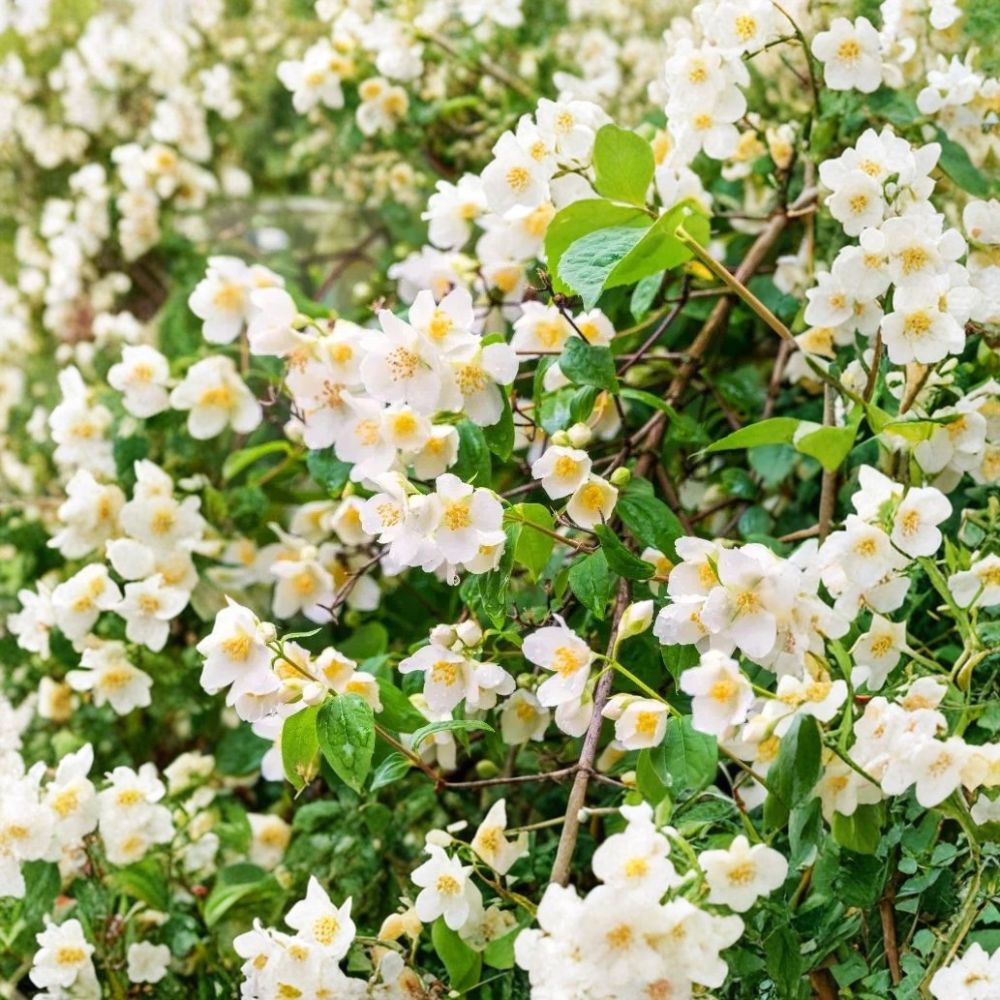 Sweet Mock Orange Plants 3 Pack Bare Root | Philadelphus coronarius | Fragrant White Flowers