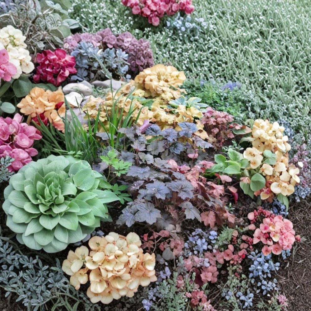 Coral Bells Heuchera Seeds – 1,200 Shade-Loving Perennial Seeds | Pollinator Friendly