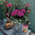 Maverick Violet Geranium Seeds – 10 Zonal Pelargonium Seeds for Vibrant Purple Flowers