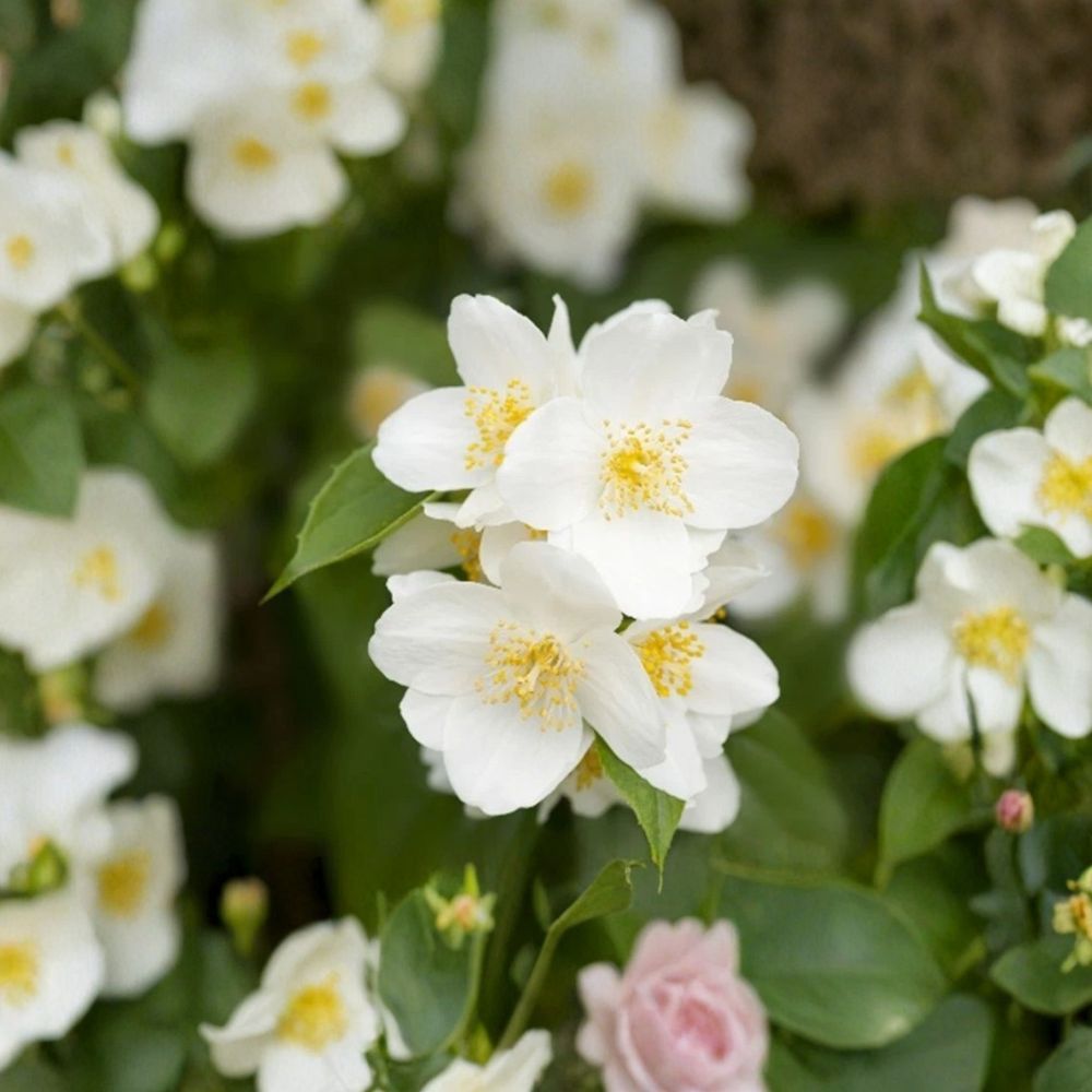 Sweet Mock Orange Plants 5 Pack Bare Root | Philadelphus coronarius | Fragrant White Blooms