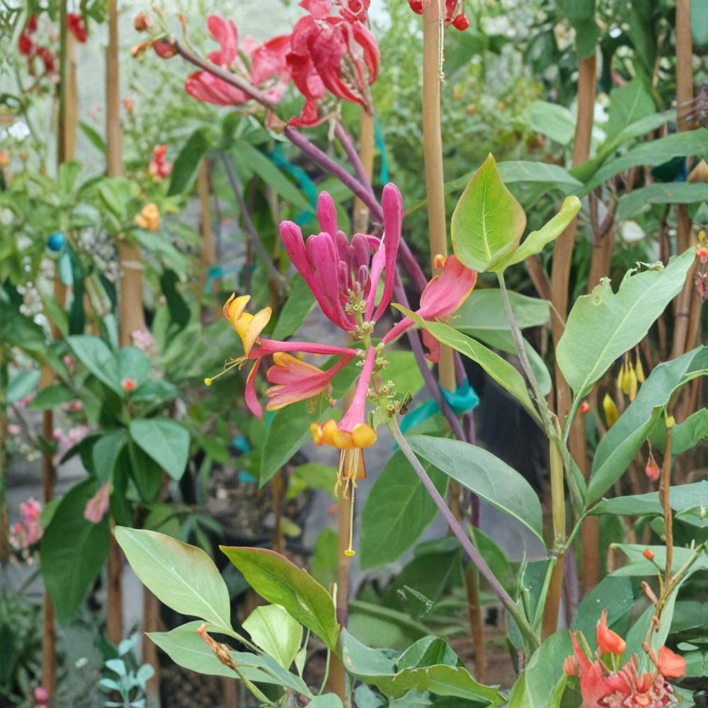 Pink Lemonade Honeysuckle Live Vine Plant | 3 Gallon | Fragrant Pink Flowers | Attracts Hummingbirds & Pollinators