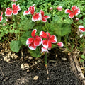 Rare Red & White Zonal Geranium Cutting | Pelargonium x hortorum Starter Plant
