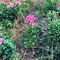 Rare Spiky Pink Pelargonium Geranium Cutting – 6 Inch Live Plant with Salmon Pink Blooms