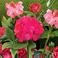 Geranium Maverick Rose Pelargonium Seeds - 1,000 Pastel Rose Blooms, Robust Garden Geranium