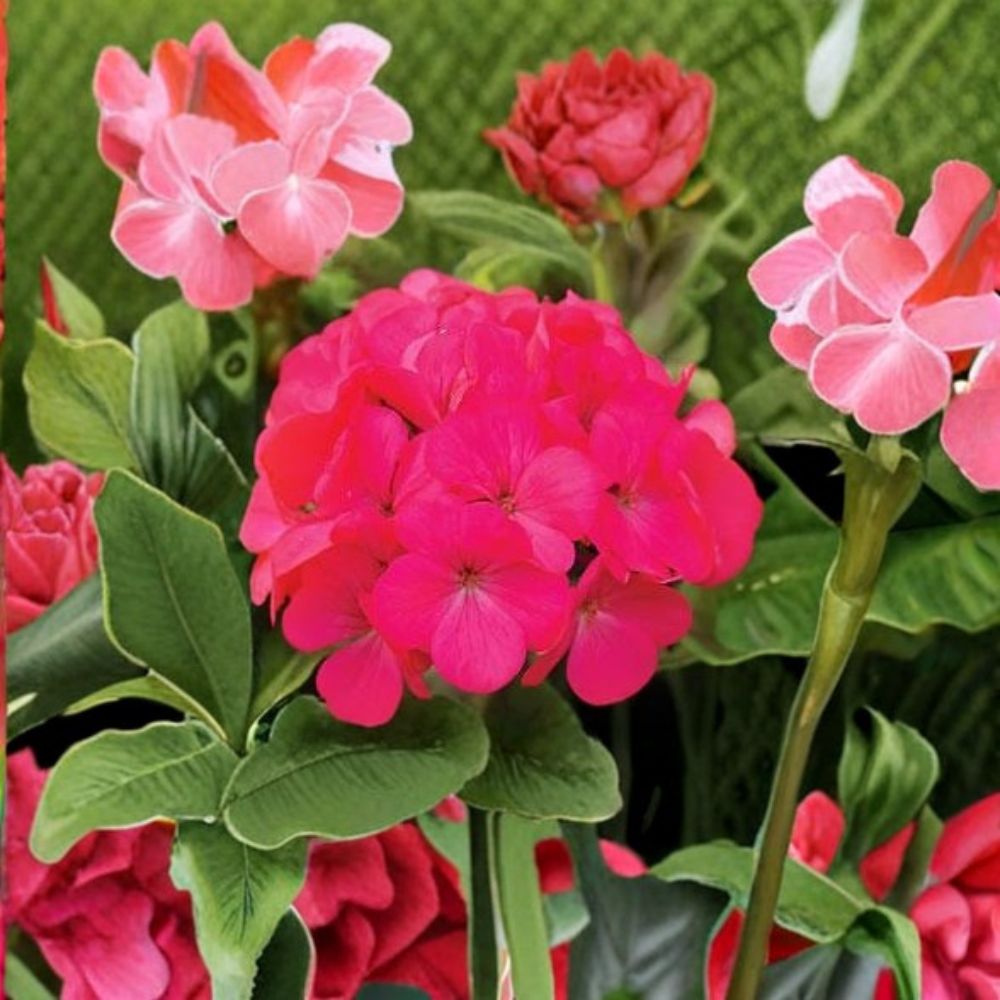 Geranium Maverick Rose Pelargonium Seeds - 1,000 Pastel Rose Blooms, Robust Garden Geranium