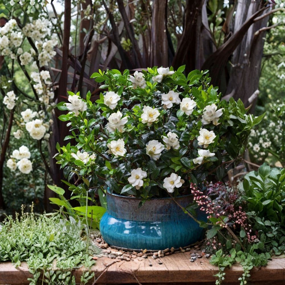 Live Jubilation Gardenia Plant – Gardenia jasminoides in 2.5 Qt Pot with Fragrant White Blooms