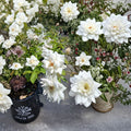 Iceberg Floribunda Rose Live Plant | 1 Gallon Pure White Repeat Bloomer
