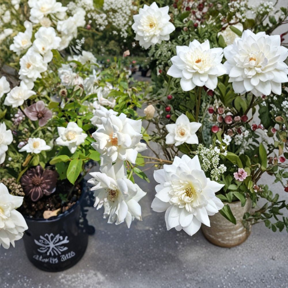 Iceberg Floribunda Rose Live Plant | 1 Gallon Pure White Repeat Bloomer