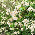 Sweet Mock Orange Plant Bare Root | Philadelphus coronarius | Fragrant White Flowers