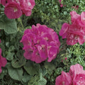 Maverick Pink Geranium Seeds – 10 Zonal Pelargonium Seeds with Large Pink Blooms