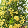 Rare Yellow Ixora Coccinea Seeds – 5 Jungle Geranium Seeds | Tropical Flowering Shrub
