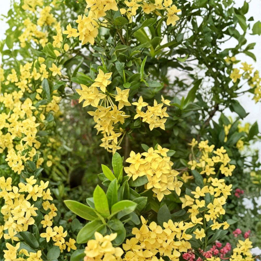 Rare Yellow Ixora Coccinea Seeds – 5 Jungle Geranium Seeds | Tropical Flowering Shrub