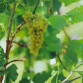 Lakemont Seedless White Grape Vine – Vitis vinifera Live Plant | 3 Gallon Size | Sweet Seedless Grapes