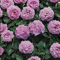 Geranium Maverick Quicksilver Pelargonium Seeds - 1,000 Silvery Lavender Blooms