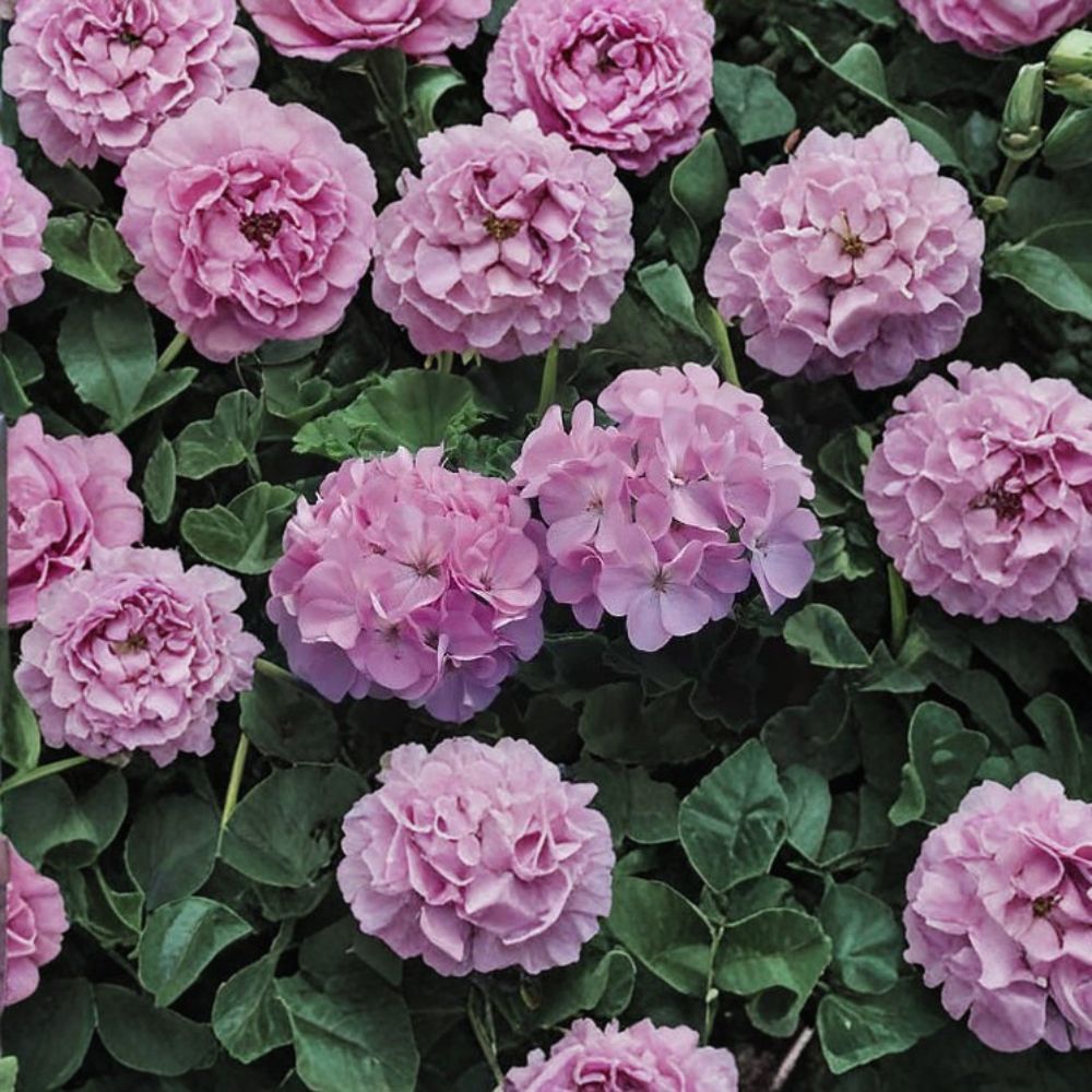Geranium Maverick Quicksilver Pelargonium Seeds - 1,000 Silvery Lavender Blooms