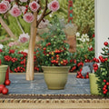 Tomato Geranium Kiss – Cherry Grape Tomato Seeds | 100 Seeds | Early Blight Resistant Compact Variety