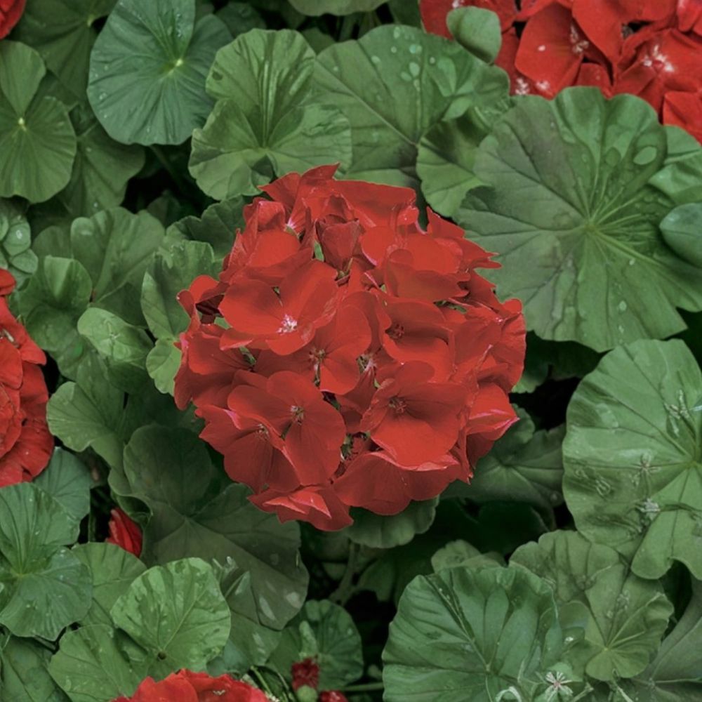 Ringo Deep Scarlet Geranium Seeds – 15 Pelargonium Flower Seeds | Early Blooming Red Geranium for Patio & Window Boxes