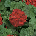 Ringo Deep Scarlet Geranium Seeds – 15 Pelargonium Flower Seeds | Early Blooming Red Geranium for Patio & Window Boxes
