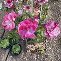 Organic Regal Pelargonium Geranium Live Cuttings - 5 Pack, 5-8 Inches, Sun Loving Flower
