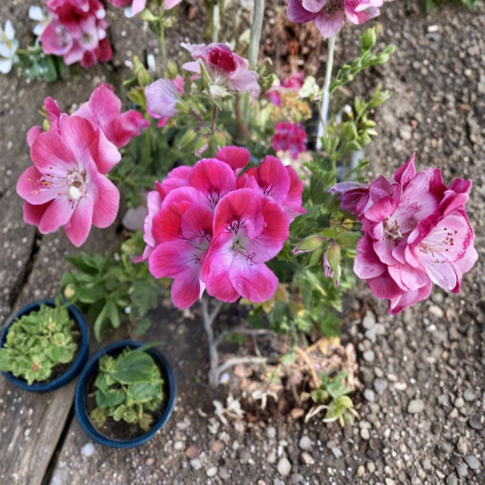 Organic Regal Pelargonium Geranium Live Cuttings - 5 Pack, 5-8 Inches, Sun Loving Flower