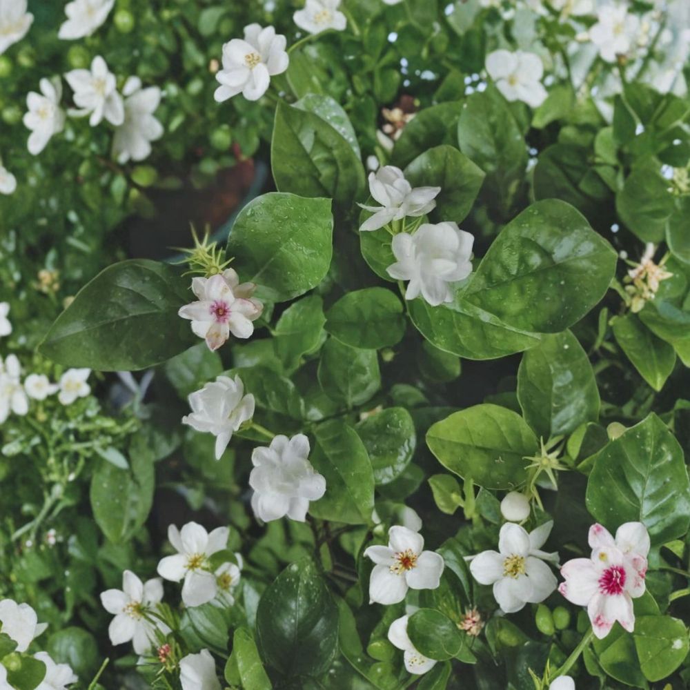 Jasmine Flower Seeds – 12 Pack | Fragrant Indoor & Outdoor Garden Plant