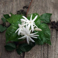 Belle of India Arabian Jasmine Plant – Jasminum sambac | 6" Pot | Fragrant White Blooms | Indoor Outdoor Vine