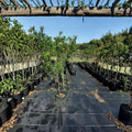 Garden State Nectarine Tree – Prunus persica var. nucipersica | 4–6 Feet Tall Live Plant
