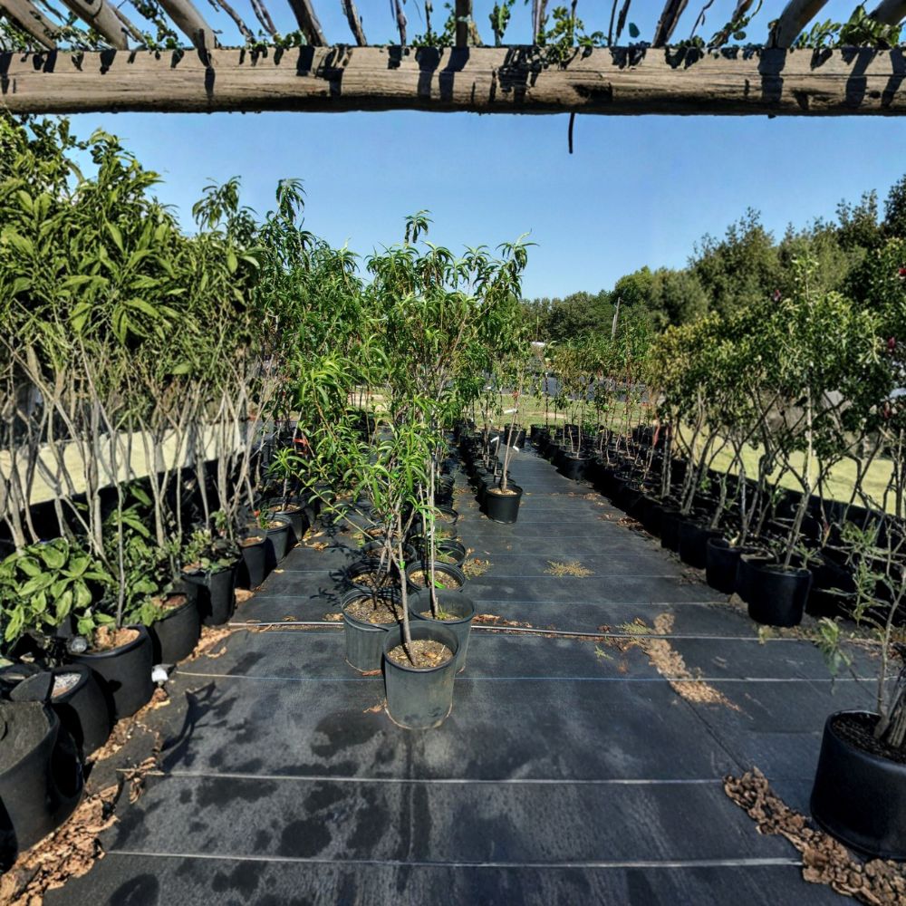 Garden State Nectarine Tree – Prunus persica var. nucipersica | 4–6 Feet Tall Live Plant