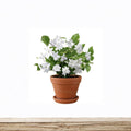 Maid of Orleans Arabian Jasmine – Jasminum sambac Live Rooted Plant with Fragrant White Blooms