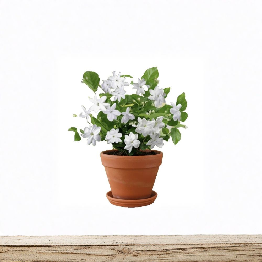 Maid of Orleans Arabian Jasmine – Jasminum sambac Live Rooted Plant with Fragrant White Blooms
