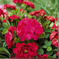 Geranium Pinto Premium Lavender Rose Pelargonium Seeds | 1,000 Seeds | Lavender & Rose Blooms
