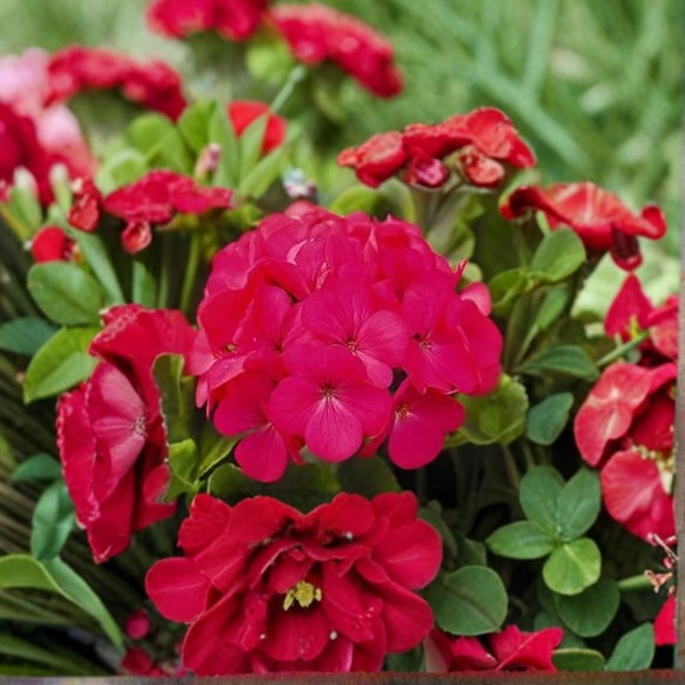 Geranium Pinto Premium Lavender Rose Pelargonium Seeds | 1,000 Seeds | Lavender & Rose Blooms