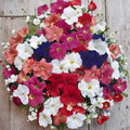 Bravo Mix Petunia Seeds – 50 Pelleted Compact Mounding Flower Seeds for Bright Garden Blooms
