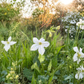 Nicotiana alata Seeds – 200+ Organic Jasmine Tobacco | Night Fragrant Flowers | Pollinator Friendly