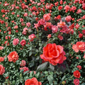 Ring of Fire Hybrid Tea Rose – 5 Gallon Live Rosa Hybrid Tea Bush
