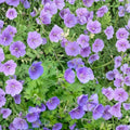 Gravetye Geranium Seeds – 25+ Premium Pelargonium Flower Seeds for Indoor & Outdoor Growing