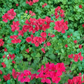 Precision Dark Salmon Ivy Leaf Geranium Seeds – 25+ Premium Trailing Flower Seeds for Patio & Garden