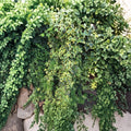 Organic Variegated Ivy Cuttings – 6 Live Hedera Helix Vines, 6" Length, Easy Rooting Indoor Outdoor Plant
