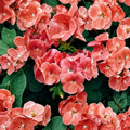 Ringo Salmon Geranium Seeds – 15 Pelargonium Flower Seeds | Early Blooming Salmon Geranium