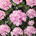 Geranium Pinto Premium Lavender Pelargonium Seeds | 1,000 Seeds | Pale Pastel Lavender Blooms