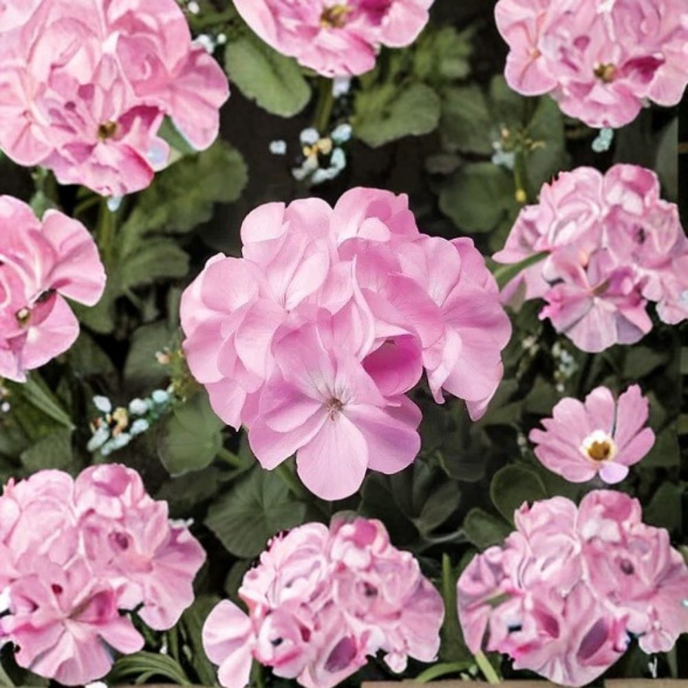 Geranium Pinto Premium Lavender Pelargonium Seeds | 1,000 Seeds | Pale Pastel Lavender Blooms