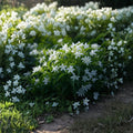 Star Jasmine Plant – Trachelospermum jasminoides Live Rooted Stem | 6–12 Inch Evergreen Climbing Vine