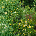 Chrysanthemum ‘Gong Ju’ Unrooted Cuttings | 6 Tea Chrysanthemum Cuttings for Herbal Tea