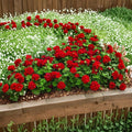 Mountie Red Ivy Geranium Cuttings - 8 Fresh Pelargonium Cuttings for Rooting